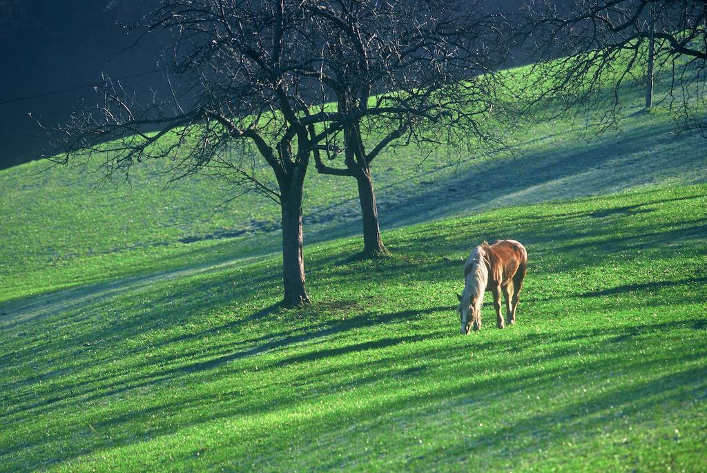 Poljane nad Škofjo LokoTourist Farm Ljubica别墅 外观 照片
